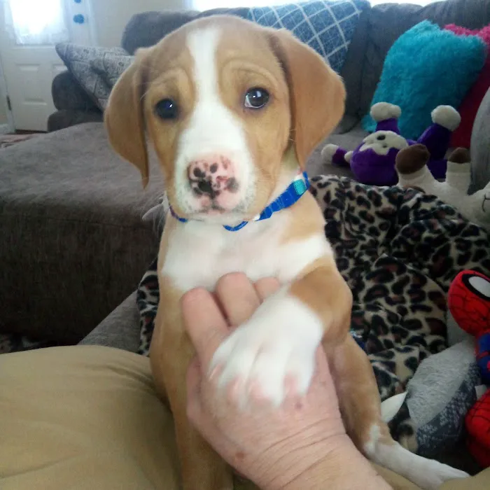 Sesser Animal Hospital Picture 7