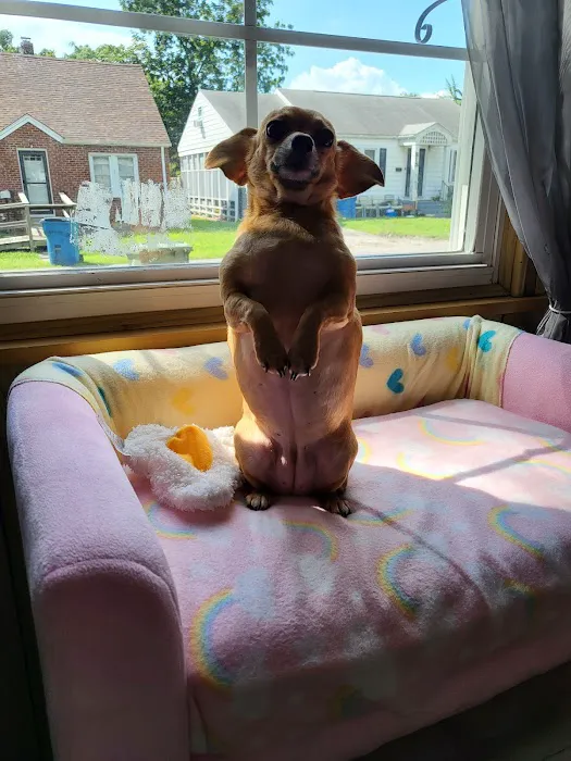 Sesser Animal Hospital Picture 6