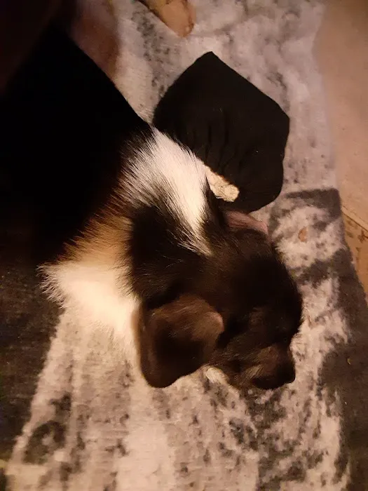 Sesser Animal Hospital Picture 8