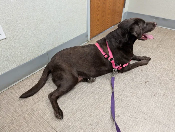 Sesser Animal Hospital Picture 10