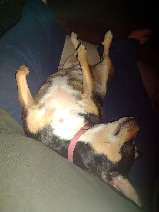 St Francis Animal Hospital Picture 3