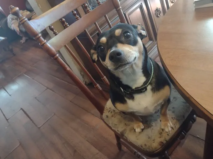 St Francis Animal Hospital Picture 1