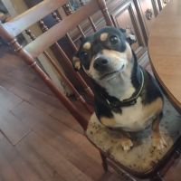 St Francis Animal Hospital ico