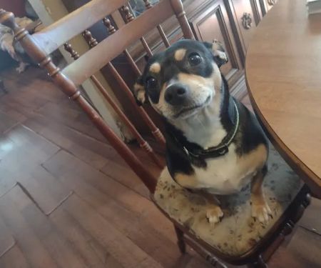 St Francis Animal Hospital