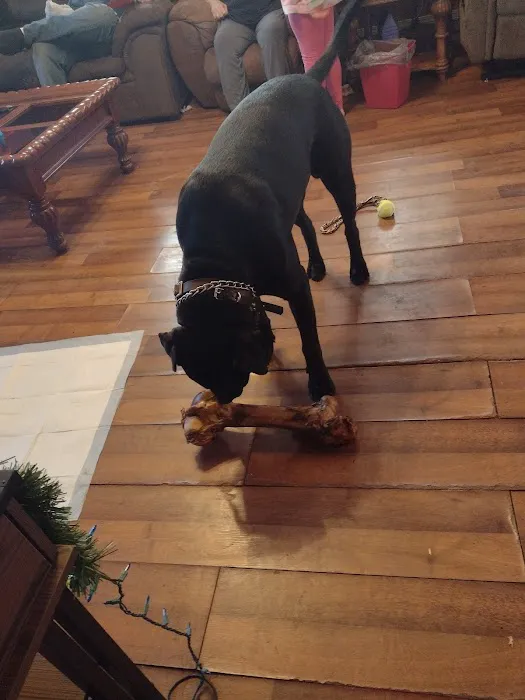 St Francis Animal Hospital Picture 8