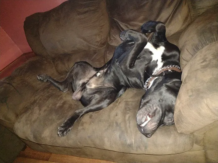 St Francis Animal Hospital Picture 7