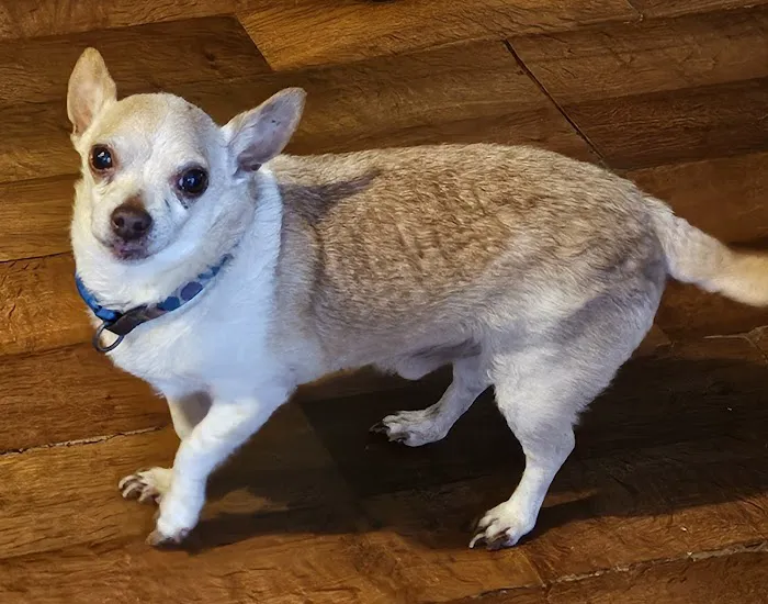 St Francis Animal Hospital Picture 6