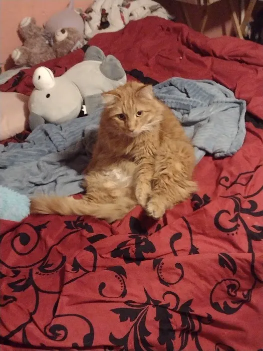 St Francis Animal Hospital Picture 10