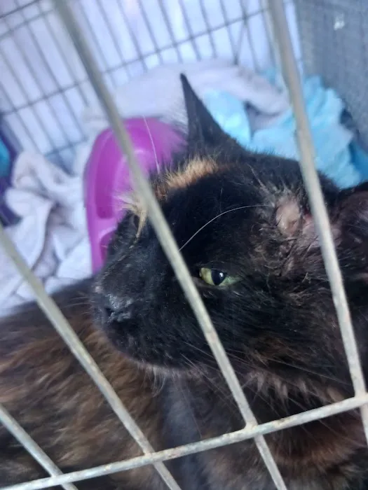 Du Quoin Veterinary Clinic Picture 4