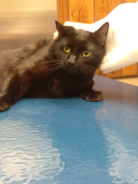 Du Quoin Veterinary Clinic Picture 9