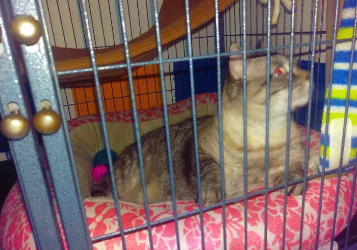 Sparta Animal Clinic Picture 1