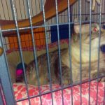 Sparta Animal Clinic