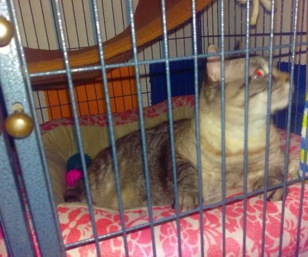 Sparta Animal Clinic