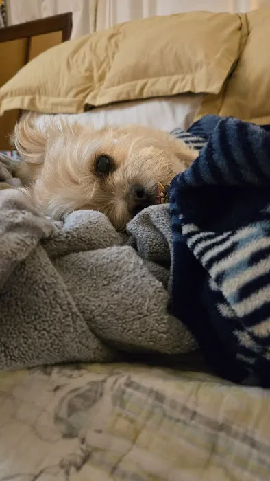 LF Veterinary Services Picture 2