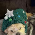 LF Veterinary Services