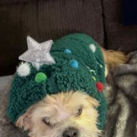 LF Veterinary Services ico