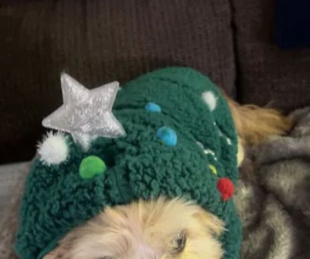 LF Veterinary Services