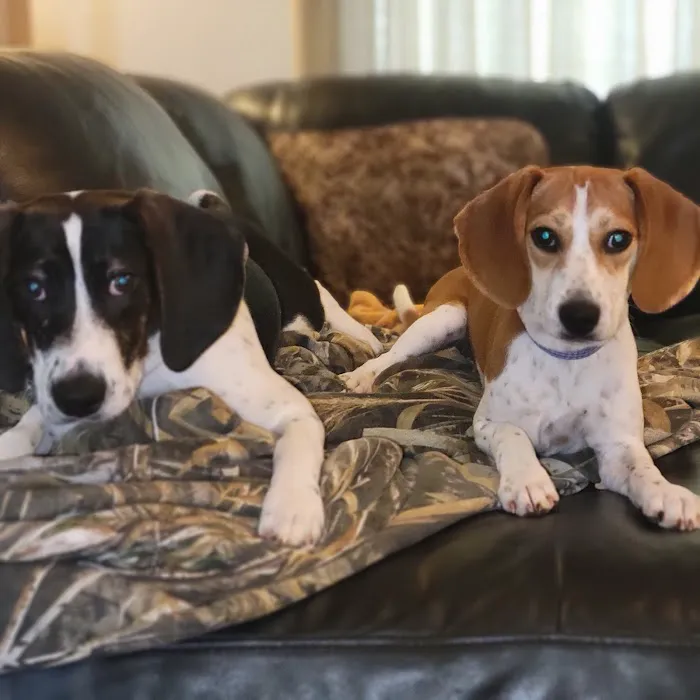 LF Veterinary Services Picture 8