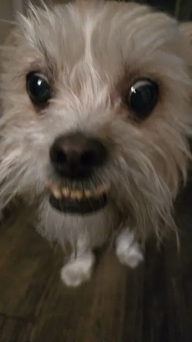 LF Veterinary Services Picture 7