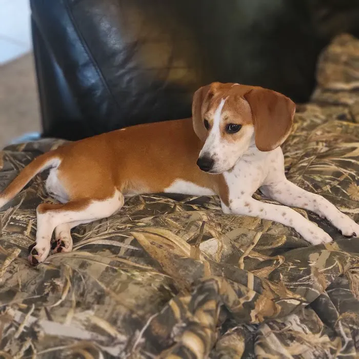 LF Veterinary Services Picture 9