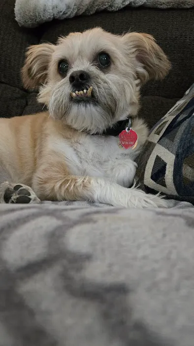 LF Veterinary Services Picture 4