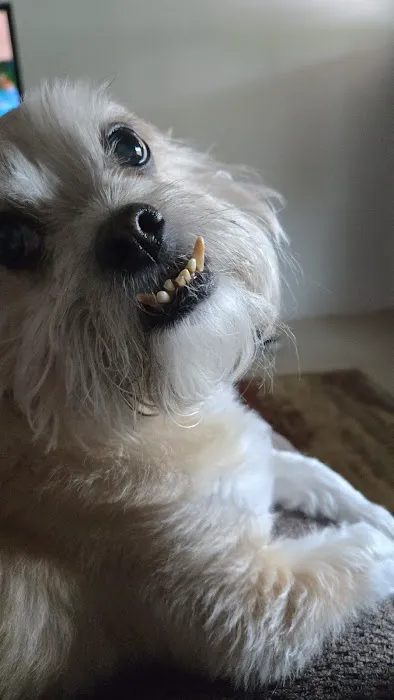 LF Veterinary Services Picture 5