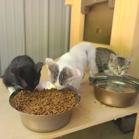 Mon-Clair Animal Hospital ico