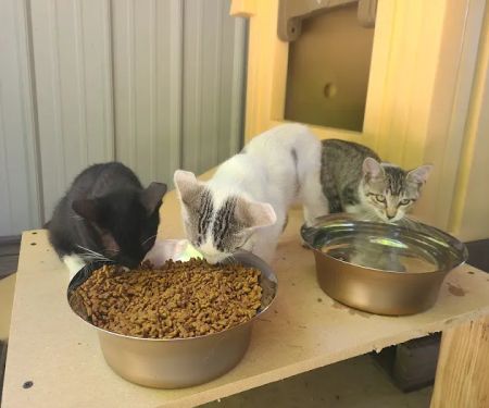 Mon-Clair Animal Hospital