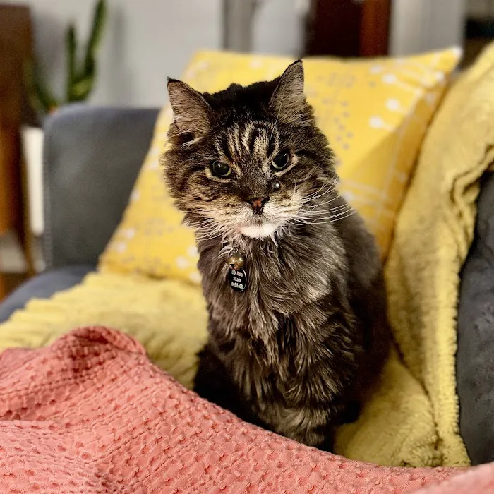 St. Louis Cat Clinic Picture 2