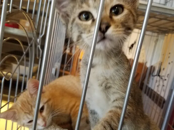 St. Louis Cat Clinic Picture 5