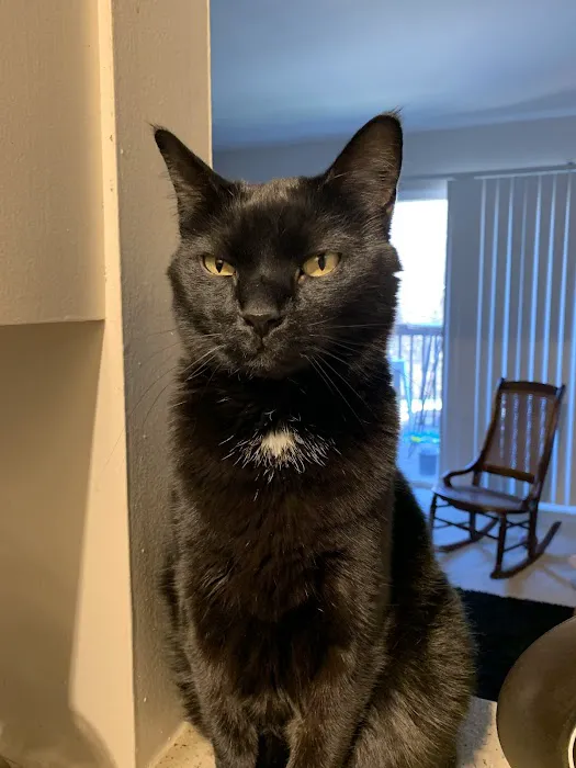 St. Louis Cat Clinic Picture 3