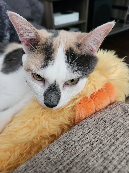 St. Louis Cat Clinic Picture 8