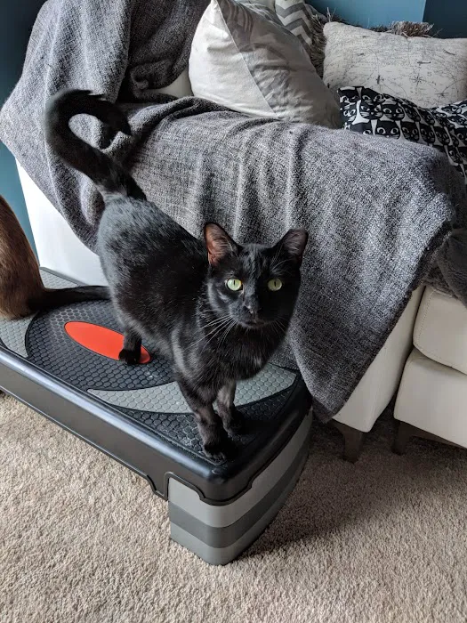 St. Louis Cat Clinic Picture 7