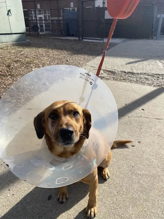 Jewell Animal Hospital Picture 2