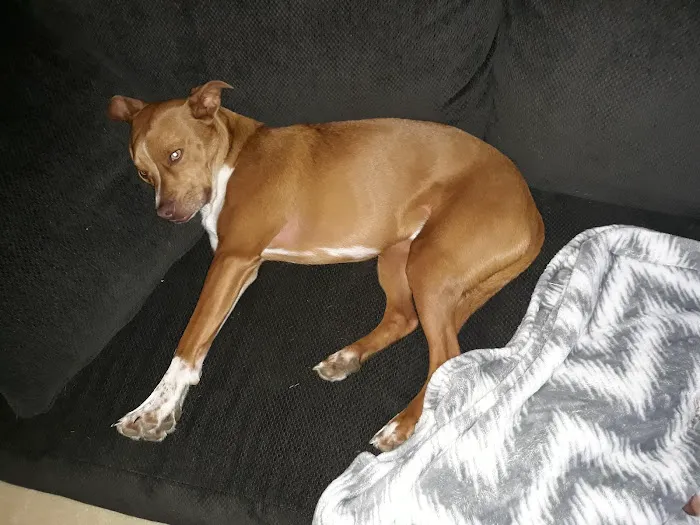 Jewell Animal Hospital Picture 1