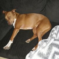 Jewell Animal Hospital ico