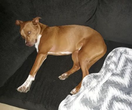 Jewell Animal Hospital