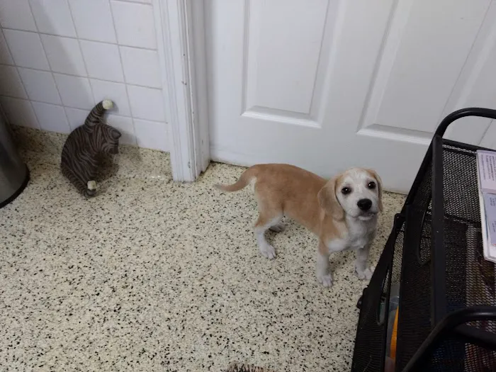 Jewell Animal Hospital Picture 4