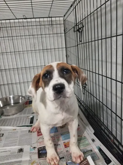 Jewell Animal Hospital Picture 6