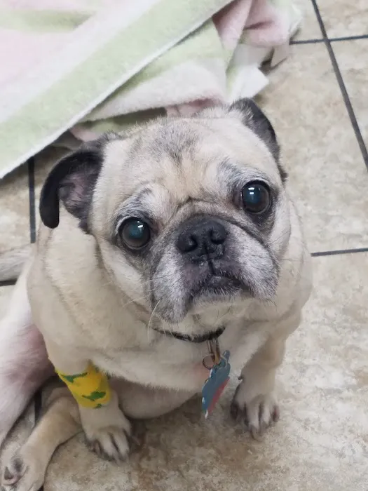 Jewell Animal Hospital Picture 7