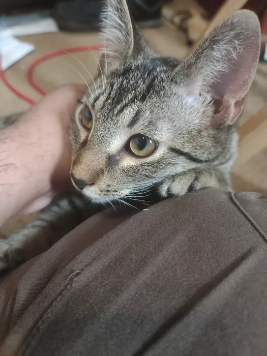 Jewell Animal Hospital Picture 10