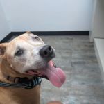 Watson Road Veterinary Clinic