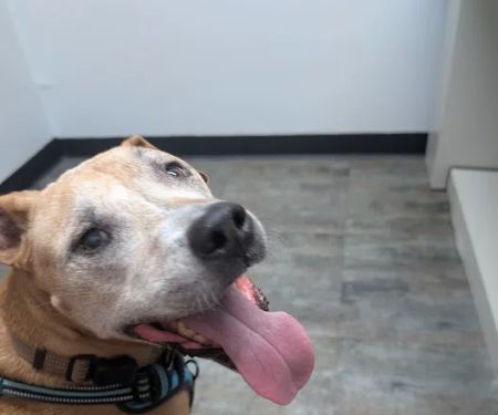 Watson Road Veterinary Clinic