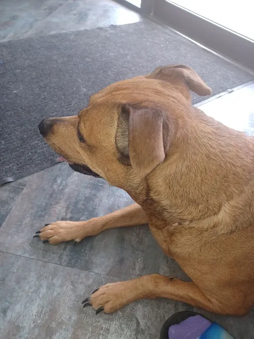 Watson Road Veterinary Clinic Picture 10