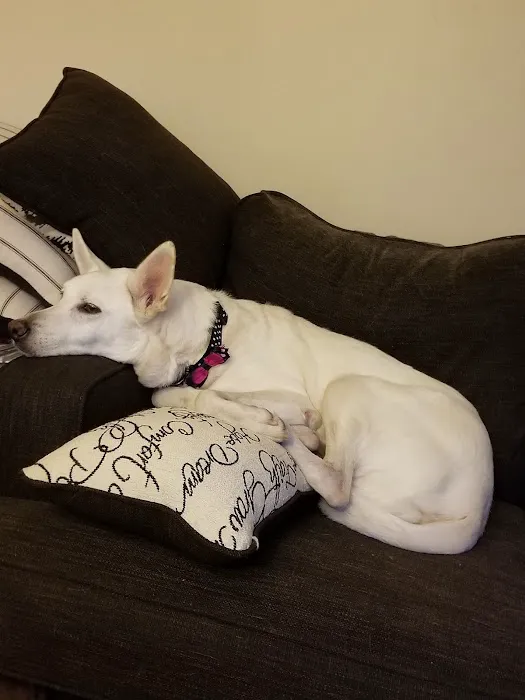 St Louis Hills Veterinary Clinic Picture 1