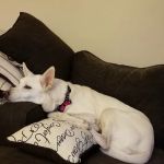 St Louis Hills Veterinary Clinic