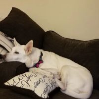 St Louis Hills Veterinary Clinic ico