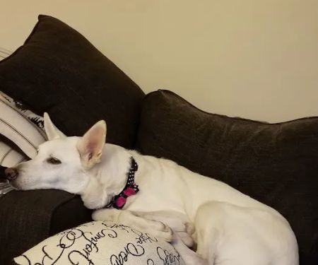 St Louis Hills Veterinary Clinic