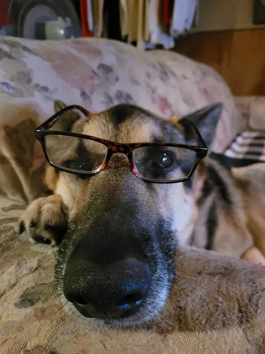 Lemay Animal Hospital Inc Picture 2