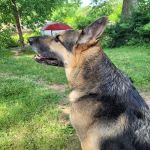 Lemay Animal Hospital Inc